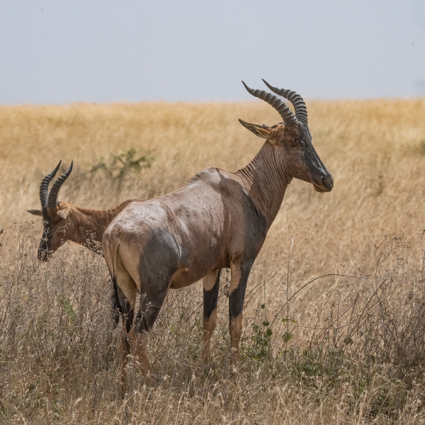 Waterbuck Duo