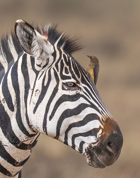 1_Zebra-and-Oxpecker-Portrait-DSC07317-copy-3