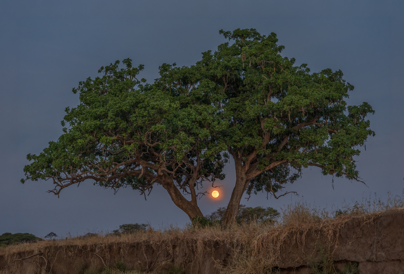African-Fig-Moonrise