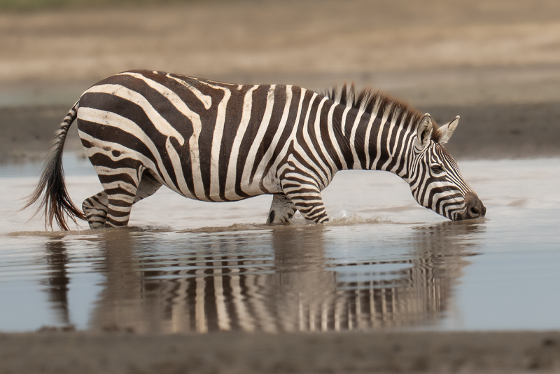 Aquatic Zebra