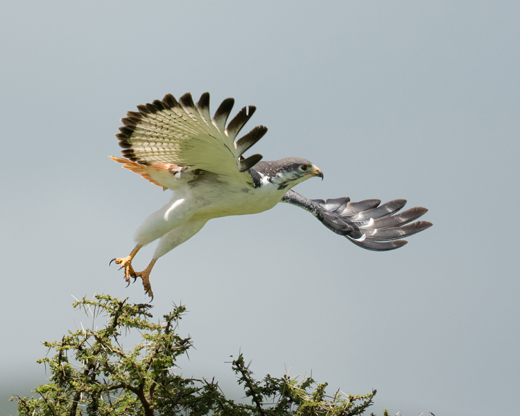 Auger-Buzzard-Flight-2