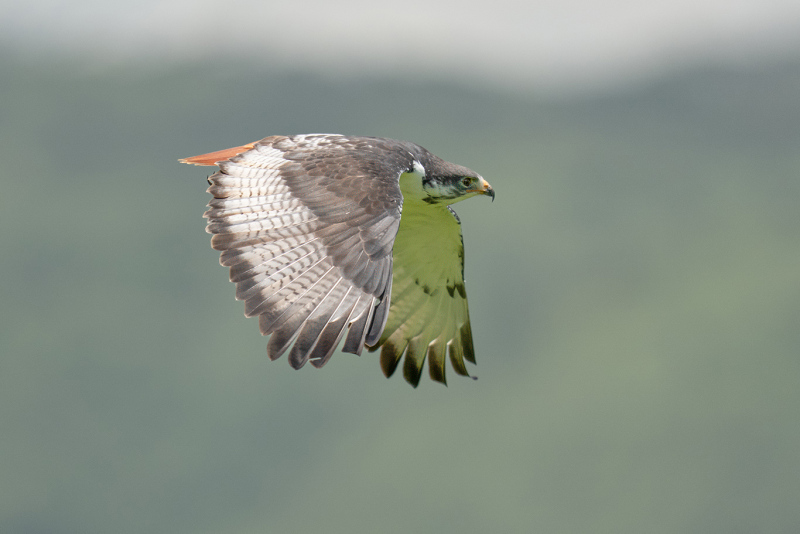 Auger-Buzzard-in-Flight