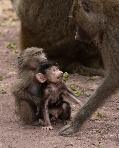 Here Comes Baboon Dad