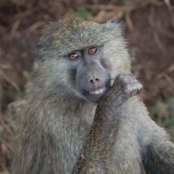 Baboon Smile