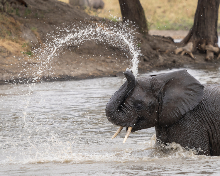 Baby Elephant Spray