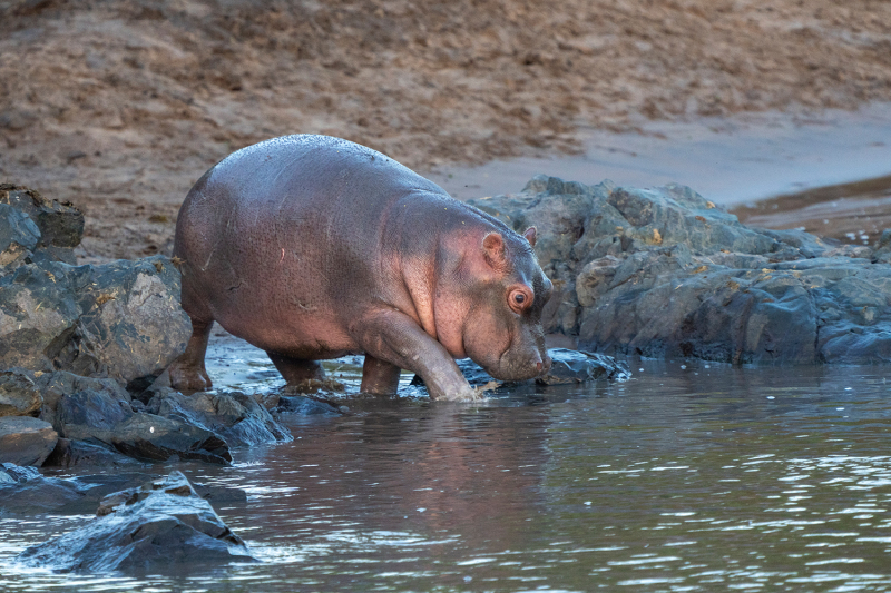 Baby hippo