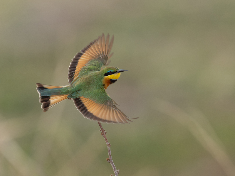Bee-Eater-Flight