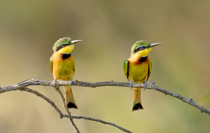 Bee-Eaters-on-the-Mara-River-web-DSC09966-copy-2