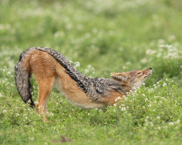 Black Backed Jackals Do Down Dog Too