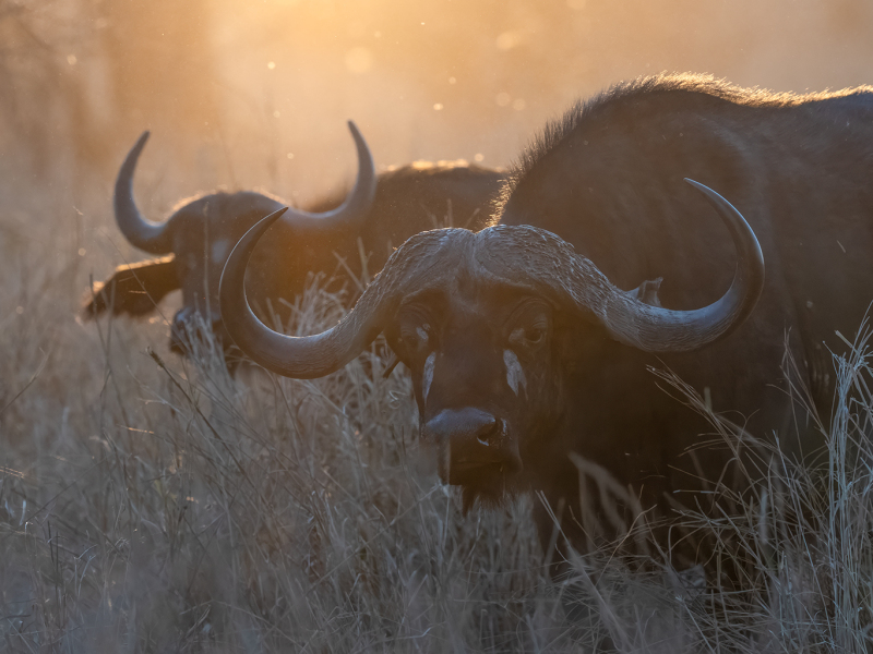 Cape-Buffalo-Early-Morning