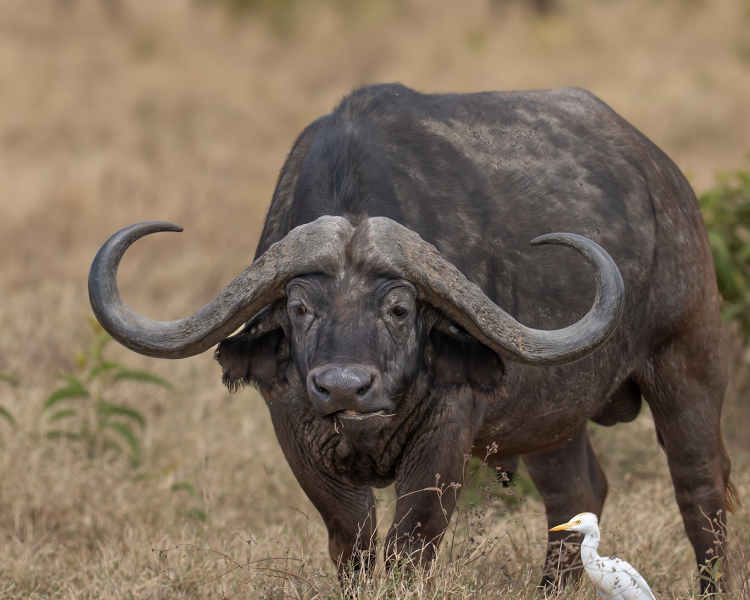 Cape Buffalo and Buddy
