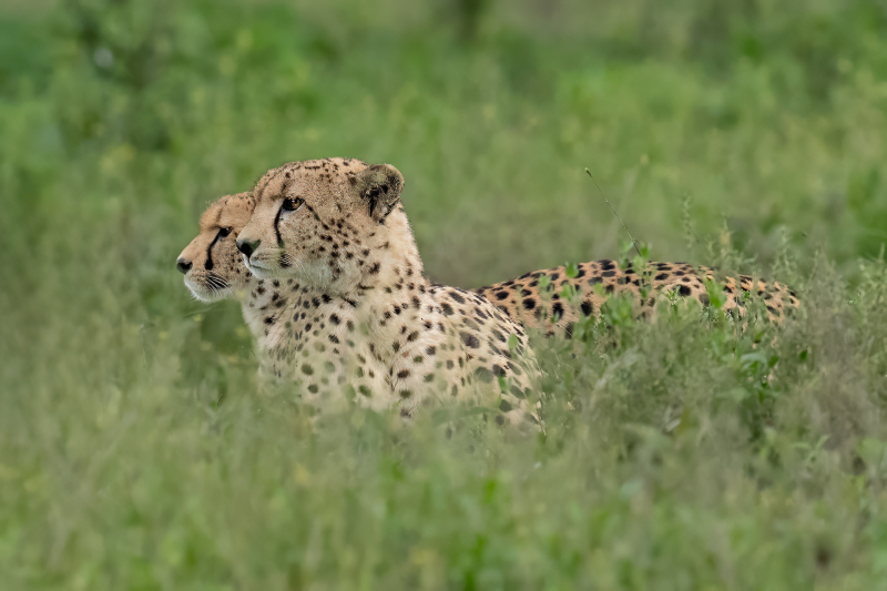 Cheetah Brothers Profile