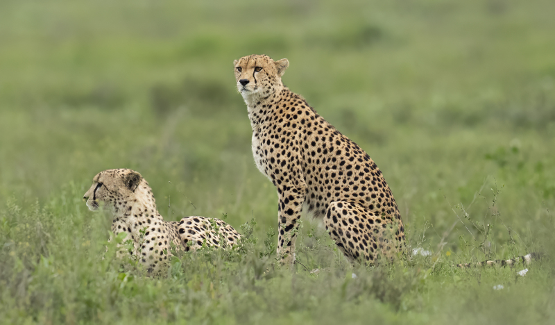 Cheetah Brothers