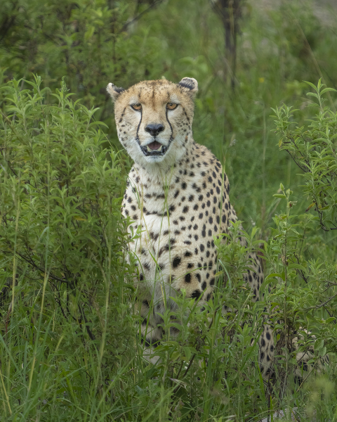 Cheetah Portrait
