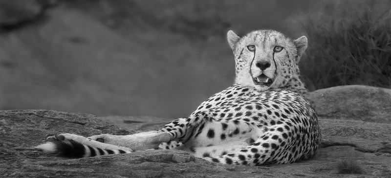Cheetah-Repose-BW-10x22