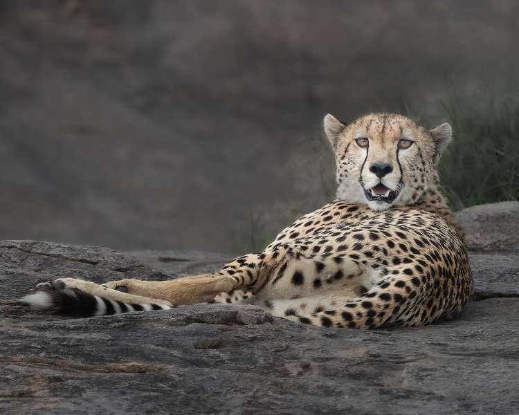 Cheetah Repose