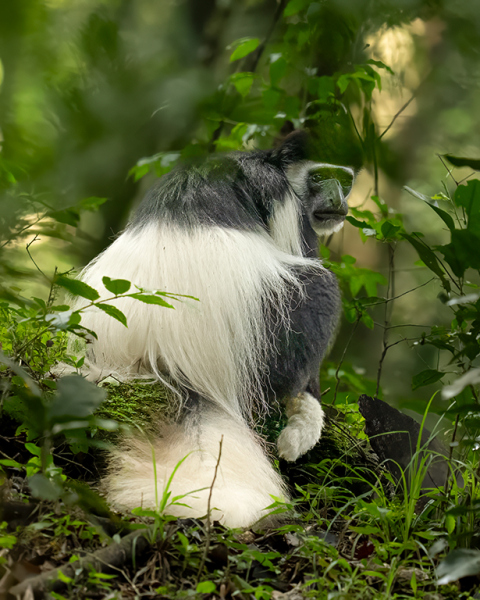 Colobus-Monkey