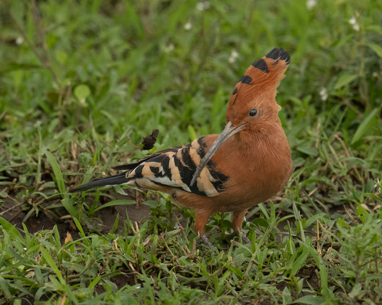 Common-Hoopoe-