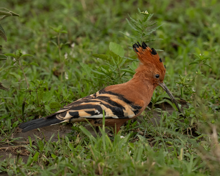 Common-Hoopoe-Profile-2