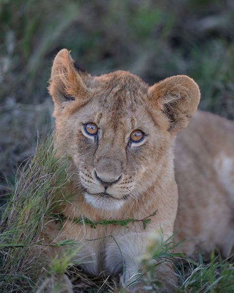 Cub-Intense-Stare