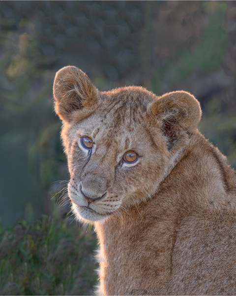 Cub-Sunset-Soft-Eyes