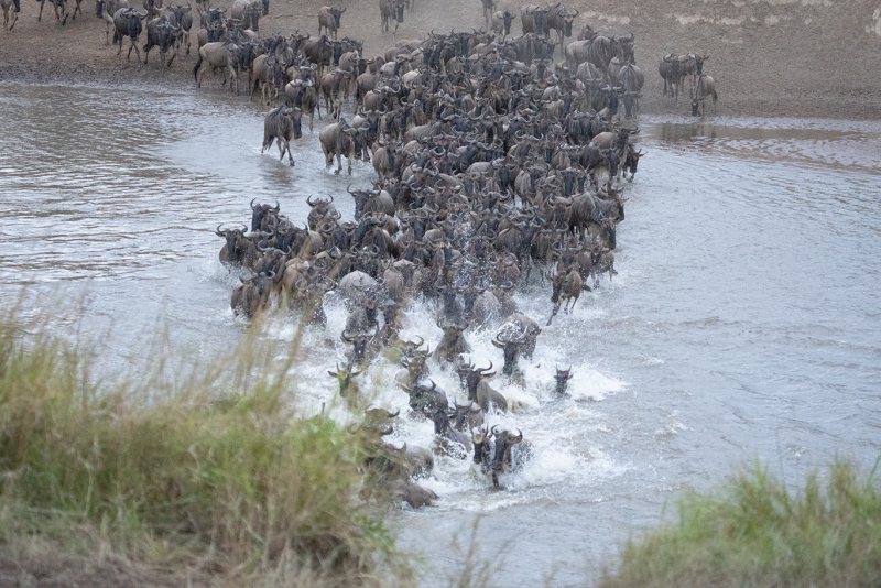 Wildebeest Crossing the Mara River