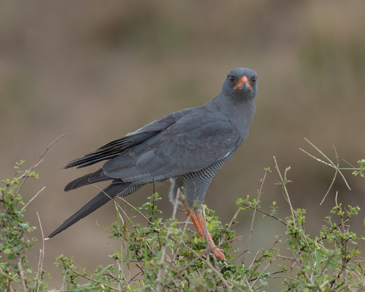 Dark-Chanting-Coshawk-Stare