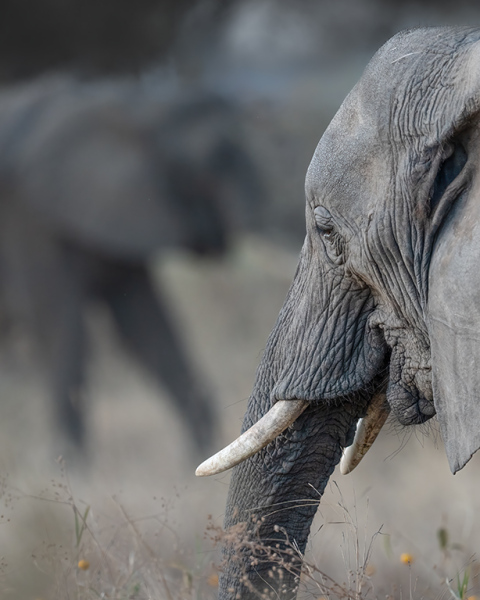 Elephant-Shadows-