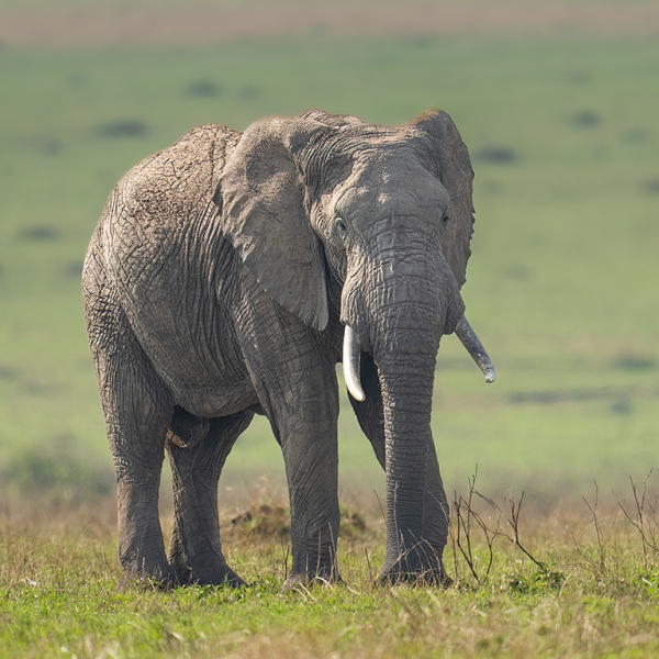 Elephant-in-Morning-Light