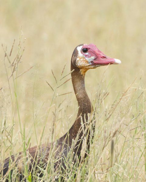 Eygptian-Goose