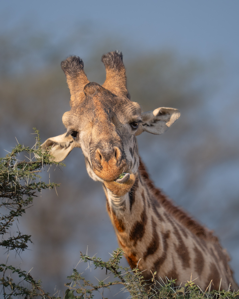 Giraffe-Chomping