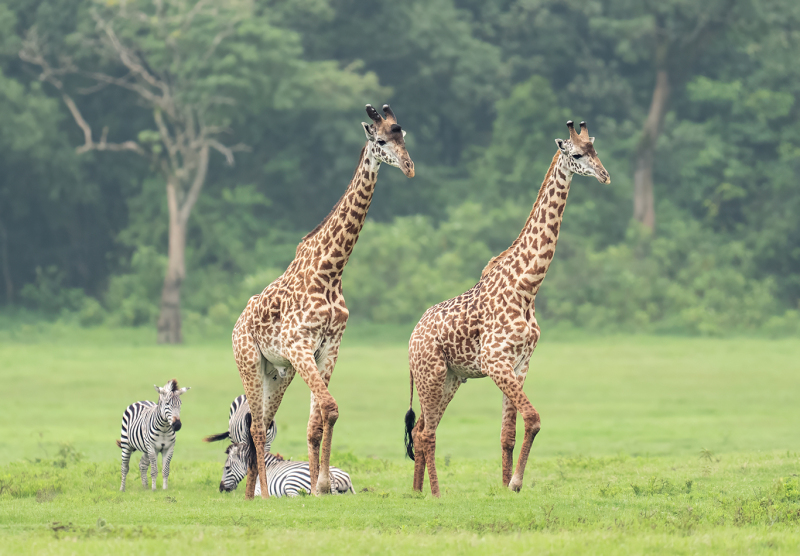 Giraffes-and-Zebras-in-Meadow-DGW01374