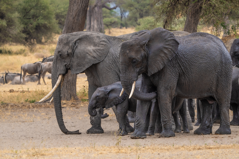 Great-Elephant-Family