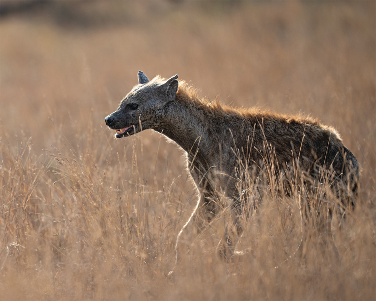 Hyena-Prowl-Back-Lit-small