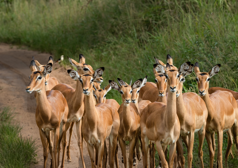 Impala-Boys-Girls-Club-