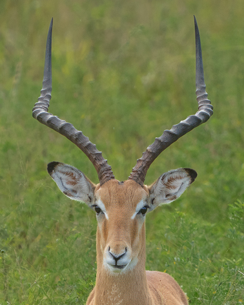 Impala-Head-On-Big-Horns_DGW2257-copy