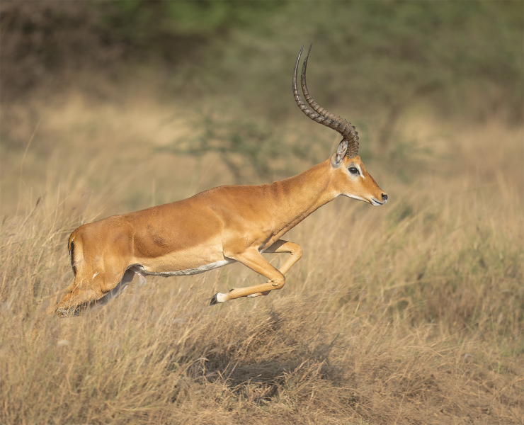 Impala-Leap-