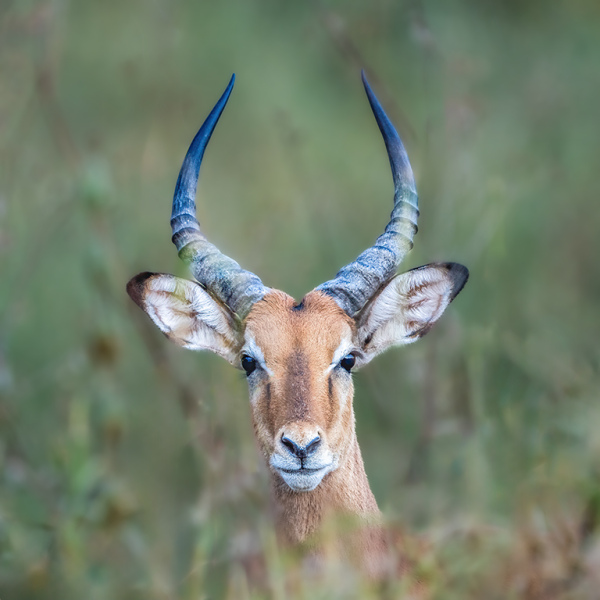 Impala-Stare