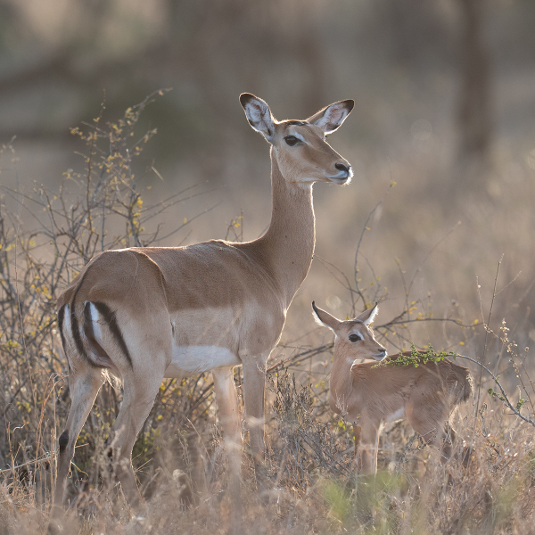 Impala-Tender-Moment