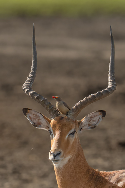 Impala-and-Oxpecker-Buddy