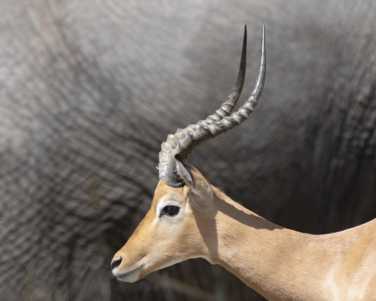 Impala-with-Elephant-12x9_DGW8370-copy