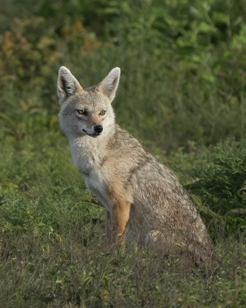 Jackal-Card_DGW0115-copy