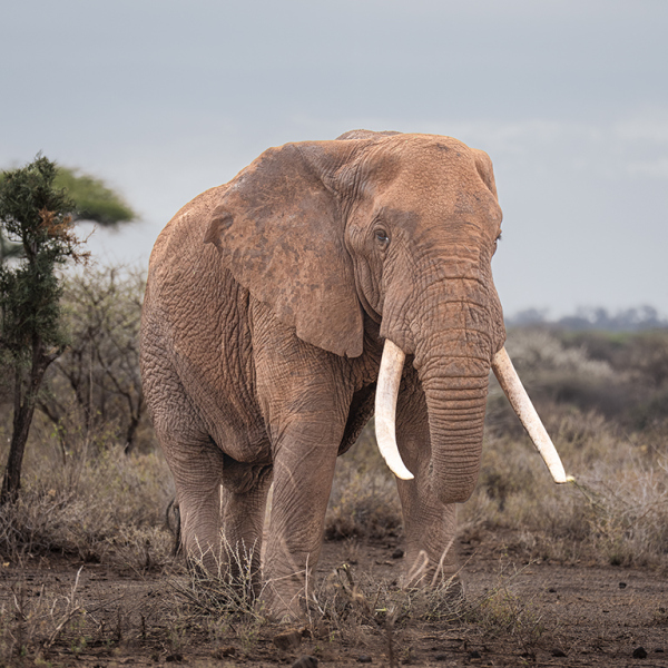 Kona-in-Amboseli