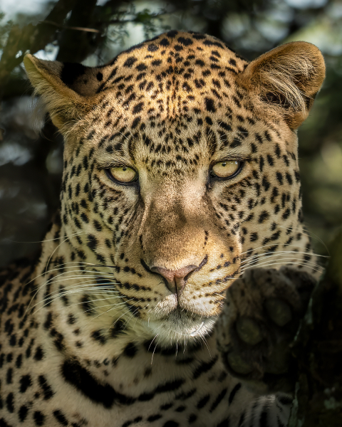 Leopard-Eyes-DGW04749