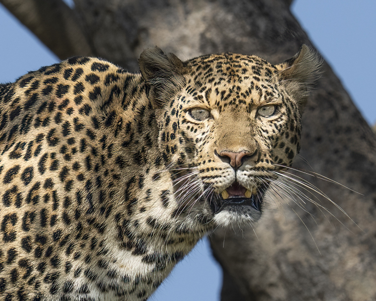 Leopard-Tree-Light-Intense-Face-DSC08380-copy-3