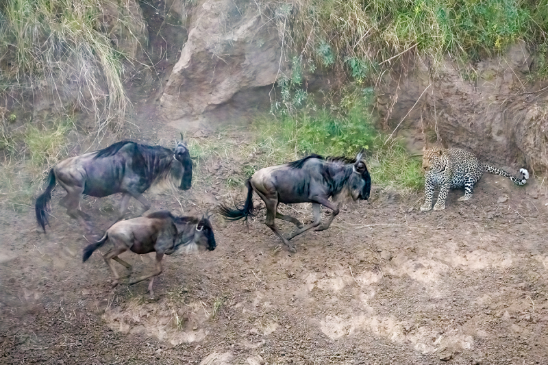 Leopard-and-Wildebeast-copy