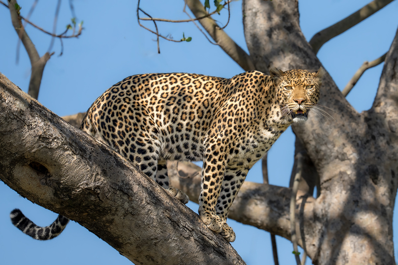 Leopard-in-tree-DSC08380