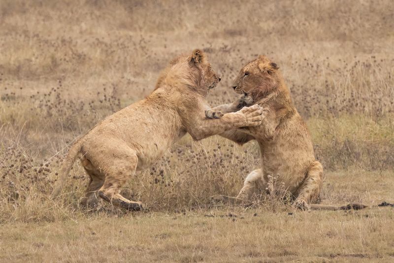 Lion-Siblings-at-Play
