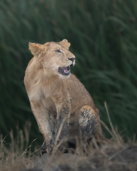 Lioness-Cries-Small_DGW0998-copy