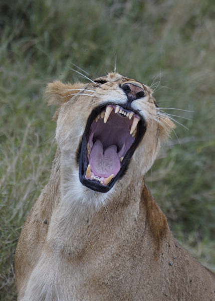 Lions-Big-Teeth-Yawn-card
